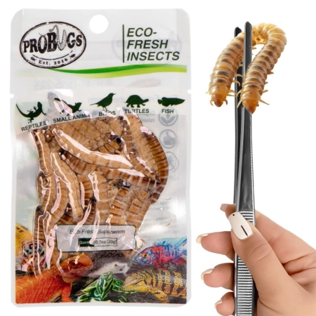 ProBugs Eco-Fresh Superworm 20g - świeże larwy drewnojada